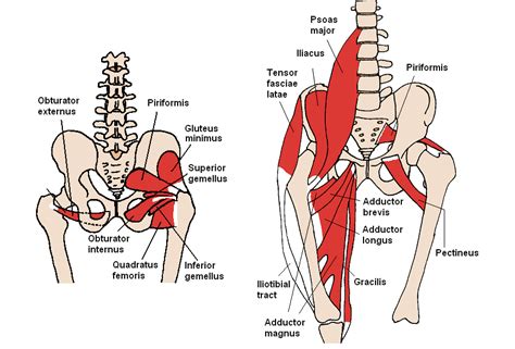 Posterior Pelvis Anatomy Muscles Posterior Deep Muscles Of The Pelvis