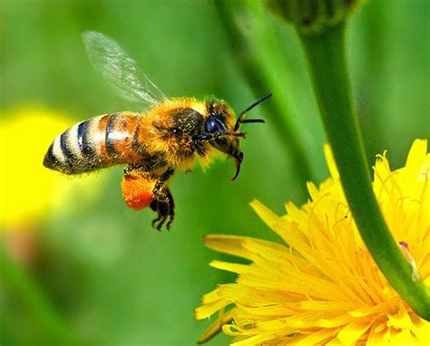 The Eu Discusses Future Action On Pollinators During European Bee Week