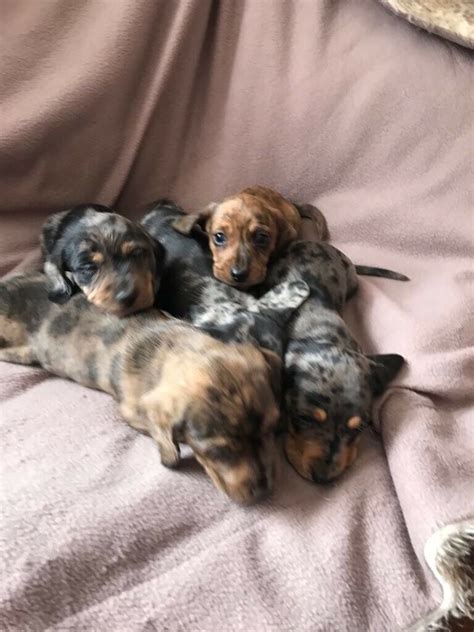 Our adorable mini dachshund puppies come in cream, black and tan, red, chocolate, dapple and piebald. Miniature dapple dachshund puppies for sale | in Treharris ...