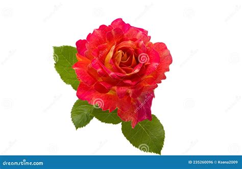 Red Rose Isolated Stock Photo Image Of Love Stem Fresh 235260096
