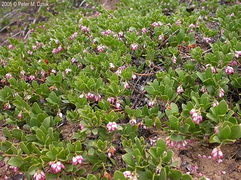 Lubera searches worldwide for new varieties and species that will make gardening more exciting and easier! Arctostaphylos uva-ursi (Bearberry): Minnesota Wildflowers