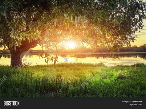 Large Tree On River Image And Photo Free Trial Bigstock