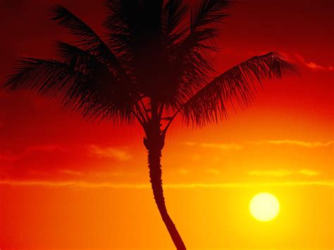 Palm Tree On Background Of Summer Sunset Wallpapers And Images