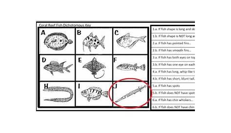 Fish Dichotomous Key Dichotomous Key Classification Fish Then - asonstudio
