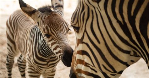 Baby Zebra Born At Walt Disney World Resort Disney News