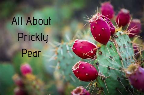 Have you ever eaten prickly pear (genus opuntia) cactus fruit? How to Harvest, Prepare, and Eat Prickly Pear Cactus in ...