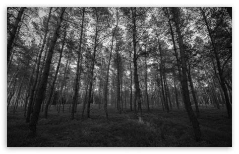 Forest Black And White Ultra Hd Desktop Background