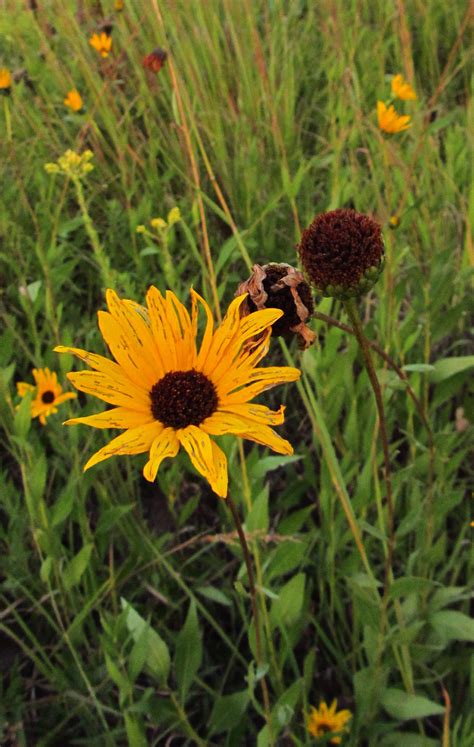 Iowa Wildflower Wednesday Prairie Sunflower Stiff Sunflower