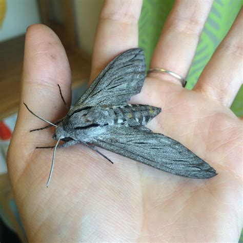 Large Moth In Northridge California Rentomology
