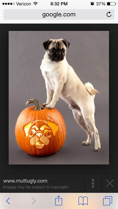 Pin By Lindsay Stacey Gall On Pugs Dog Pumpkin Pumpkin Carving Dog