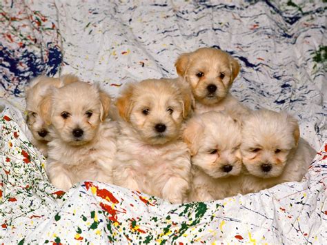 Lindos Perritos Cachorritos Hermosos Cute Puppies Fotos E