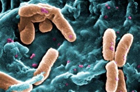 Research Shows How Hungry Bacteria Sense Nutrients In Their Environment