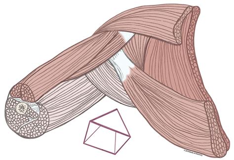 Chapter 2 Shoulder And Arm Books Of Discovery