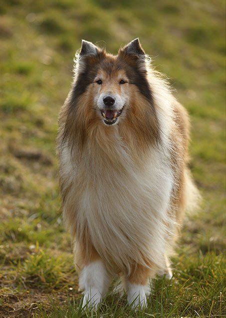 Collie Dog Breed Information Pictures Characteristics And Facts