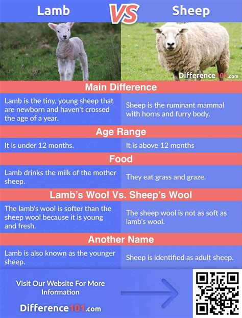 Lamb Vs Sheep Differences Pros And Cons Similarities Difference 101