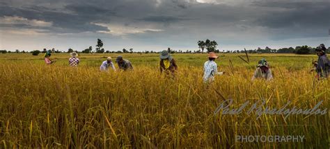 Harvesting Rice In Cambodia Adventures With Paul