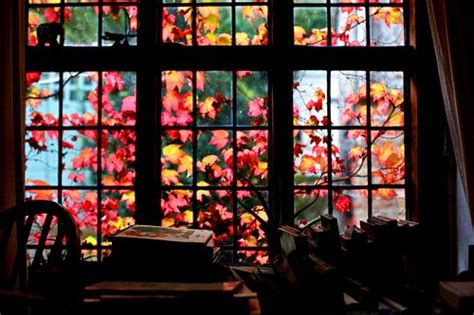 Autumn Through The Window Window View Windows