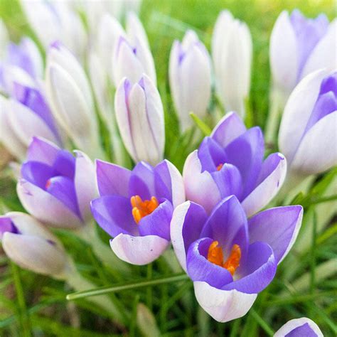 The most common type, dutch. Yalta Crocus | Brecks Premium Bulbs