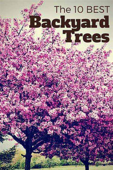15 Of The Best Trees For Any Backyard Backyard Trees Landscaping