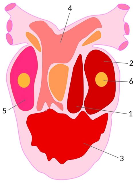 The fish heart has two chambers, an atrium and a ventricle. Animal Circulatory System - Frog, Fish & Earthworm | Biology Dictionary