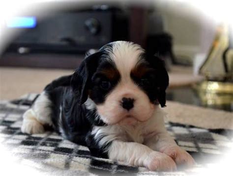 The cavalier king charles spaniel began to emerge from the original breed of king charles spaniel in 1926 and is actually a product of american breeders, though descended from the. Beautiful AKC Champion Bloodline Cavalier King Charles ...