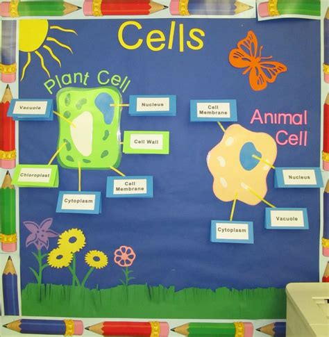 Cells Bulletin Board From My Unit Plan Science Classroom