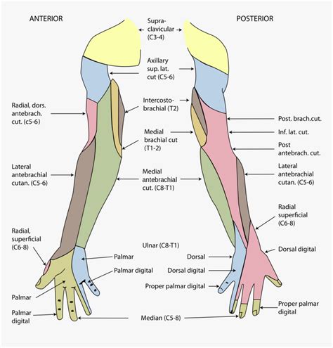 Instant Anatomy Upper Limb Nerves Skin Dermatomes Med