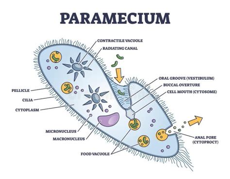 Paramecium Classification Structure Function Interesting Facts