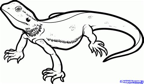 I re uploaded the flying reptile outline for you guys, if you only feel like colouring stuff. How To Draw A Bearded Dragon, Bearded Dragon Lizard by ...