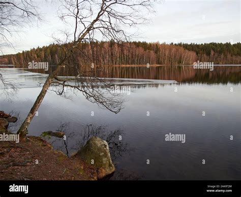 Snowless Trees By The Lake In The Winter In The Aulanko Nature Park In