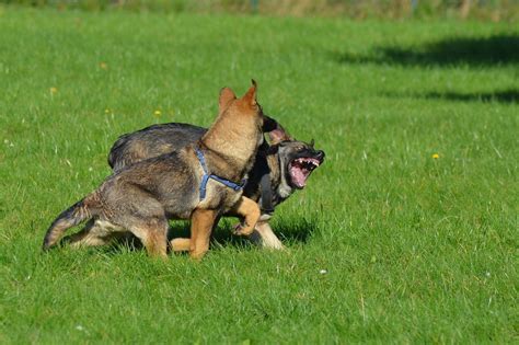 Are German Shepherds Aggressive Myth Or Reality