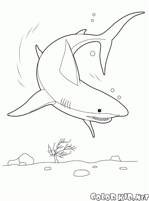 Did you know that there are over 465 species of shark in the world? Coloring page - Underwater world