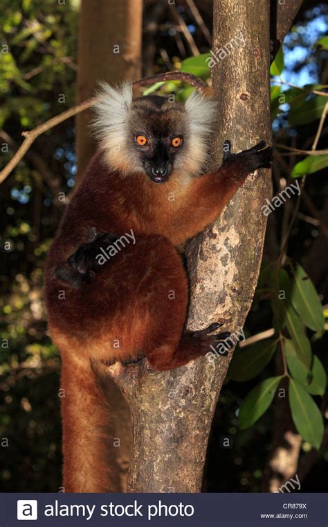 Black Lemur Eulemur Macaco Female With Young In A Tree Nosy Komba