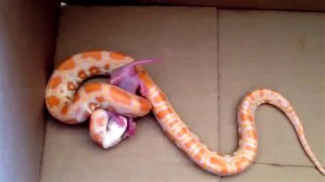 Baby Albino Burmese Python Feeding Rat Pinkie Youtube
