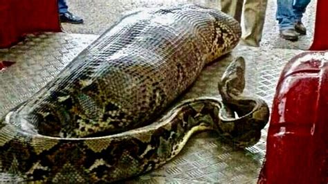 Python Swallows Woman Whole In Indonesia YouTube