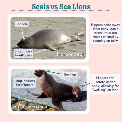 Creature Feature Pacific Harbor Seals Nec