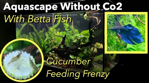 Aquarium plants that grow without soil beginner aquarium plants without soil & co2. Aquascape Without Co2 Low Tech Aquarium with Shrimp ...