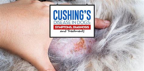 Cushings Disease In Dogs What You Must Know Cushing Disease