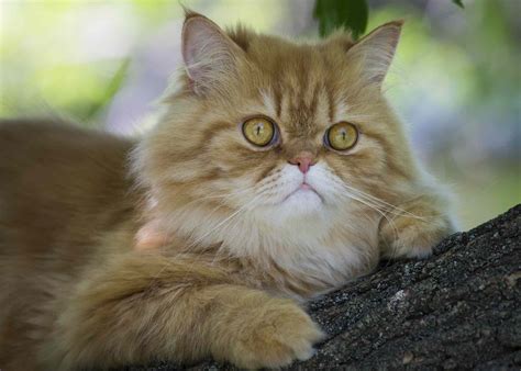 You've come to the right place! 15 Best Adorable Names for Persian Cats