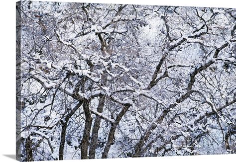 Snow On Cottonwood Trees Wall Art Canvas Prints Framed Prints Wall