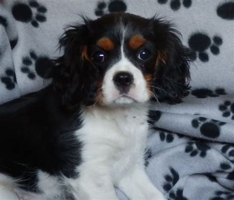 Cavalier king charles spaniels from czech republic. Cavalier King Charles Spaniel Puppies for sale | Doncaster ...