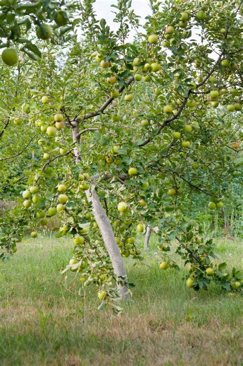 Growing Dwarf Apple Trees Black Gold