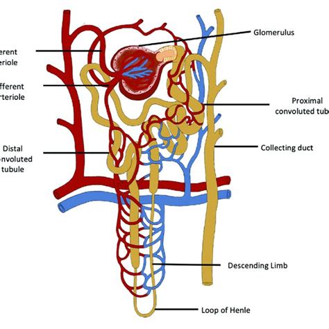 Kidney Nephron Diagram Labeled