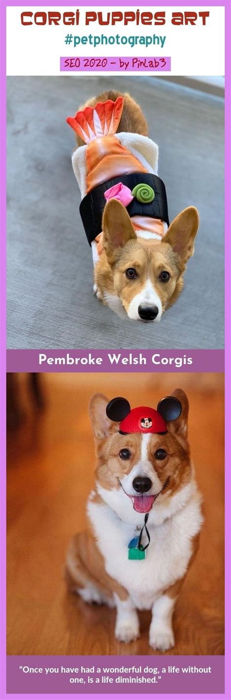 They are herding dogs so they are swift, independent & intelligent. #corgi #puppies #art corgi puppies art #petphotography # ...