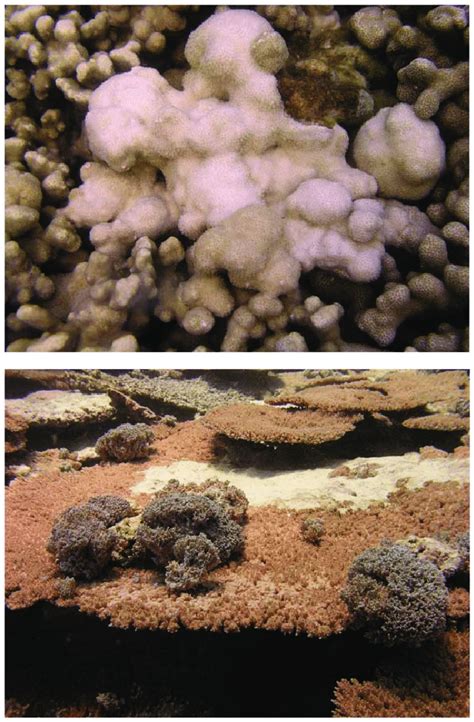 The coral cactus scientific name is euphorbia lactea, the casual name is dragon bones tree, and getting rid of them promotes faster growth of the healthy parts. Picture of Porites growth anomaly (top) and Acropora ...