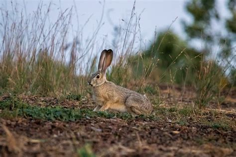 How Fast Can A Rabbit Run Bunny Parents