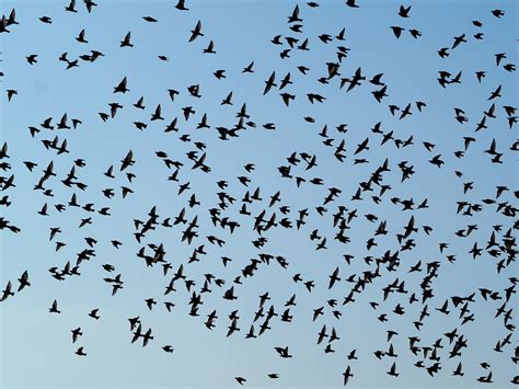 Birds Swarm Flock Of Free Photo On Pixabay