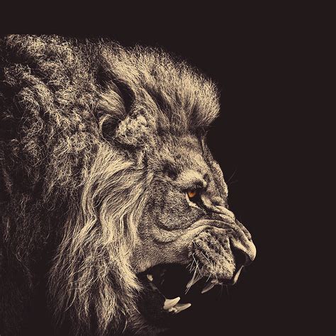 Get The Most Amazing Lion Background Iphone For A Fierce Home Screen