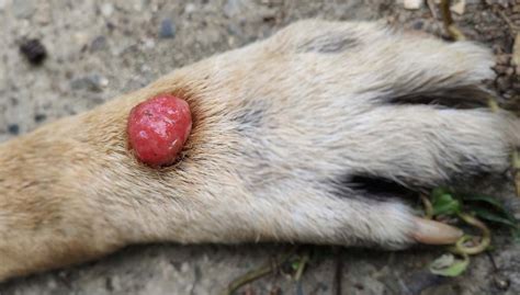 Sebaceous cyst symptoms in dogs. Sebaceous Adenoma in Dogs: Diagnosis, Causes, Treatment,