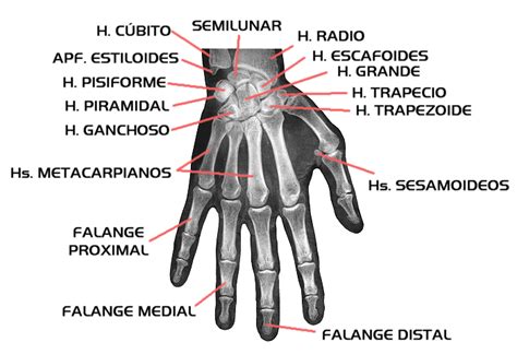 Huesos Radiology Medicine Hand Bone Body Bones Human Body Full